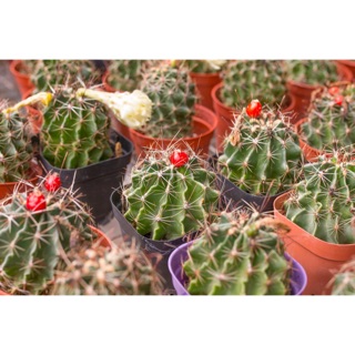 Xương rồng Hamato 4-5cm