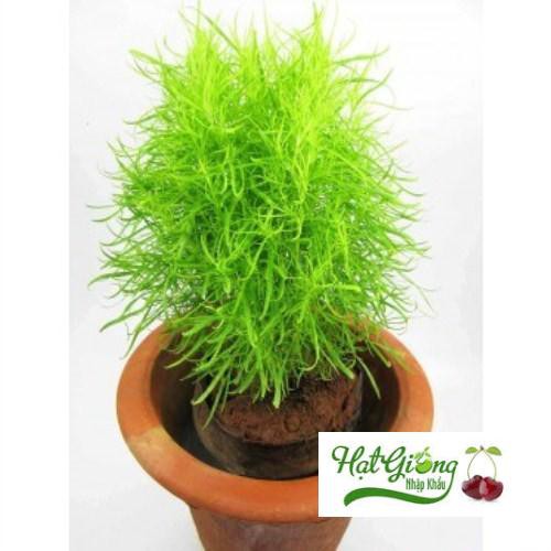 Hạt giông cỏ đổi màu LINH NGOC
