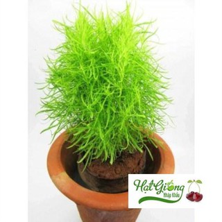 Hạt giông cỏ đổi màu LINH NGOC