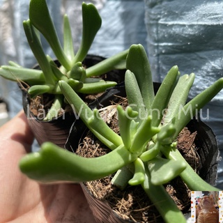 Sen Đá Gạc Nai 🦌🦌🦌 - Size Bầu