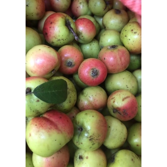 Táo mèo tươi ngâm rượu táo chọn đẹp 1kg