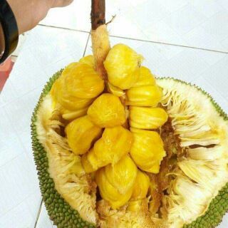 MÍT TỐ NỮ CÂY GIỐNG