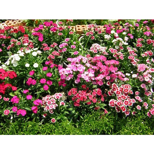 Shop 1K - HẠT GIỐNG HOA CẨM CHƯỚNG KÉP MIX - Tặng thuốc kích hạt nảy mầm nhanh chóng + Hướng dương siêu Lùn