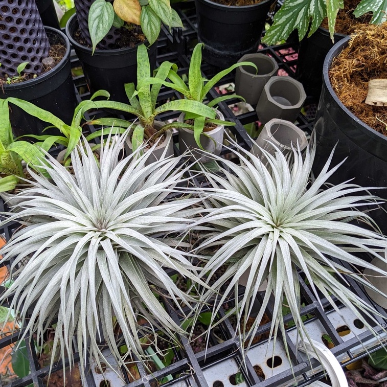 Cây không khí, Tillandsia Houston, Cây không khí, Bán cạn, cây công trình, trang trí tiểu cảnh