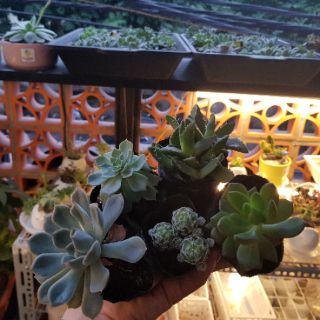Cây lưỡi hổ thái - TẶNG KÈM PHÂN BÓN