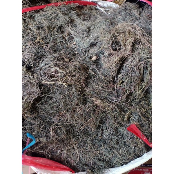 500gr Rau câu nấu xu xoa Phú Yên-Rau chưa giặt sạch