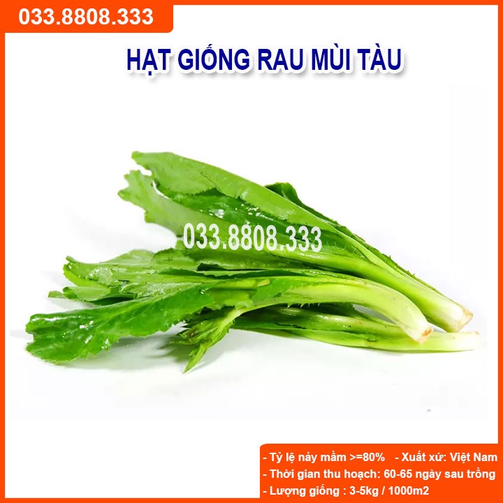Hạt Giống Rau Mùi Tàu ( Răng Cưa) 5g - Nhanh Thu Hoạch