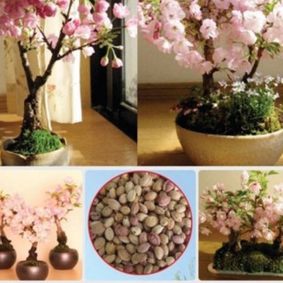 Gói 10 hạt giống hoa anh đào