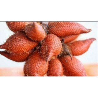 CÂY GIỐNG MÂY THÁI,SIÊU QUẢ SIÊU NGON, SIÊU KINH TẾ