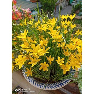 Củ huệ mưa vàng Citrina (size hoa)
