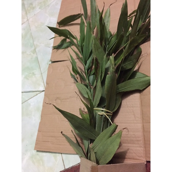 Gừng núi đá thuần