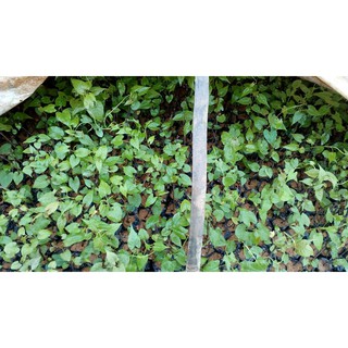 Cây Hà Thủ Ô Đỏ (Giao Đằng, Dạ Hợp)