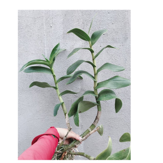 Thanh lý hoa Lan Denro cây khủng siêu to