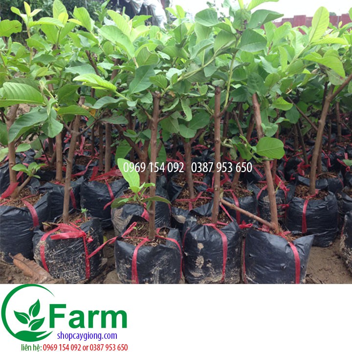 cây ổi lê đài loan