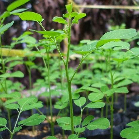 Hạt Giống Cây Chùm Ngây (Gói 100g) - Trồng Lấy Lá