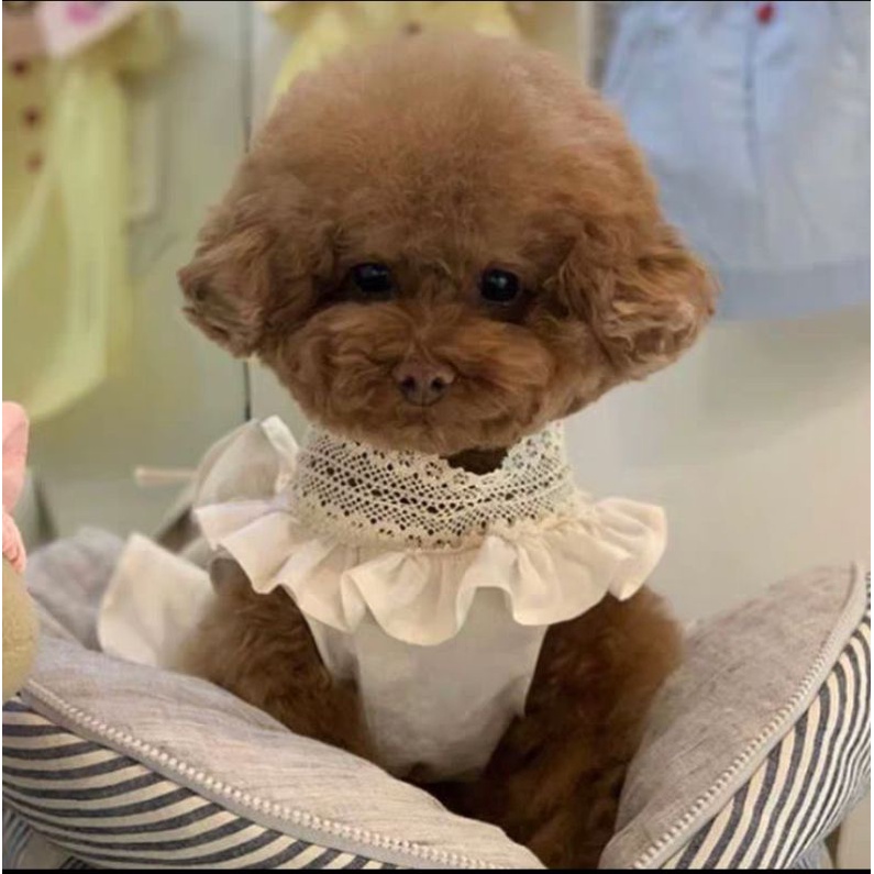 Váy đũi mùa hè CAMQUYTSTORE thiết kế phối ren thắt nơ cho thú cưng