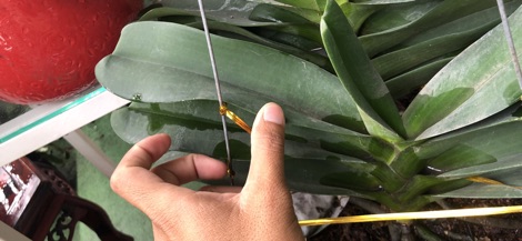 trâu thái bóc trụ cây cỡ trung