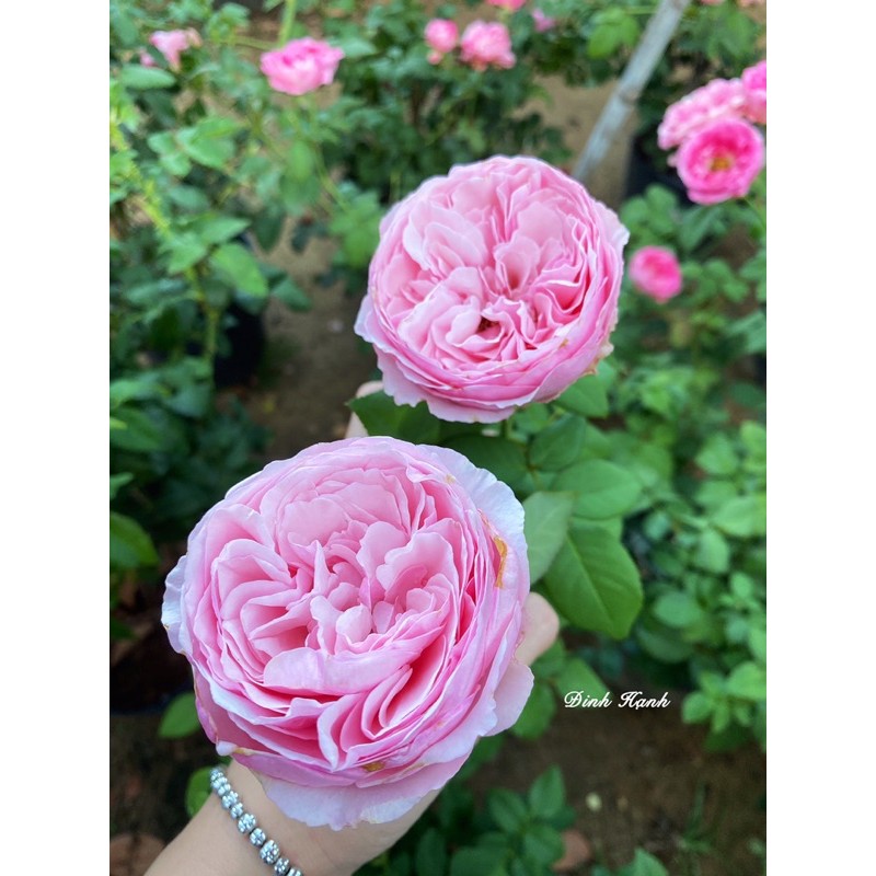 Hồng Ngoại Plume - Hoa to dòng bụi form cúp