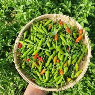 Giống ớt xiêm rừng Rd (0.2g)
