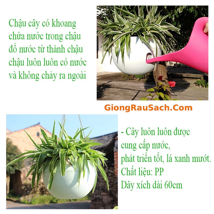 20 Chậu Treo Trồng Cây Thông Minh Size Bé, To