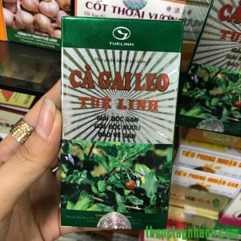 Cà gai leo tuệ linh