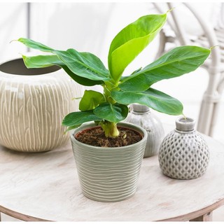 Giống Chuối Mini - Cây Cảnh Phong Thủy