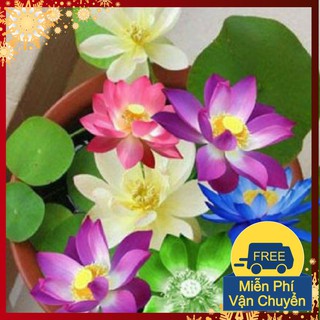 Phân Bón Chuyên Dùng Cho Hoa Sen Mini Nhật - Gói 500Gram