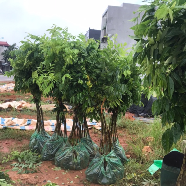 10 sưa đỏ 80cm