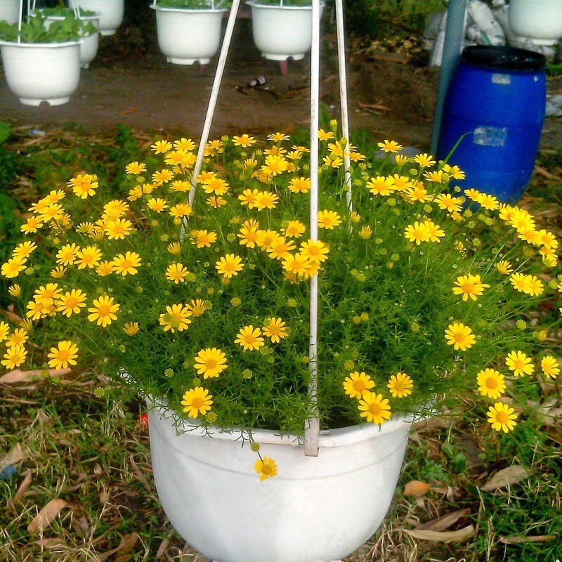 Hạt Giống Hoa Cúc Sao Băng | SL: 100 HẠT