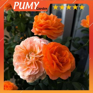 Cây giống hoa hồng Tezza cam cá hồi, tím, vàng, đỏ, hồng - PUMY Garden