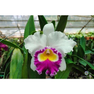 [Rẻ vô địch] Lan Cattleya Giống 10 màu