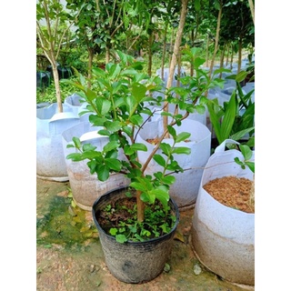 cây giống tường vi