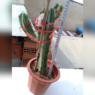 XƯƠNG RỒNG BLUE CANDLE