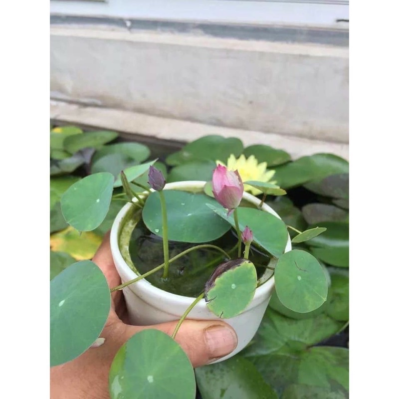 Hạt giống sen mini Nhật sỉ 1k