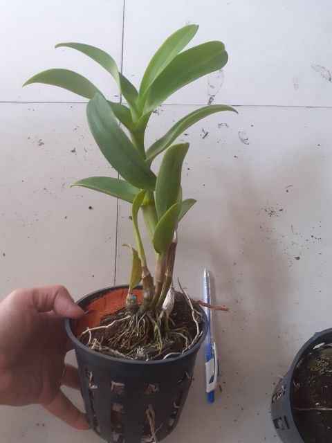 Hoa Lan Dendro hoa hồng tím mặt quỷ cây trưởng thành
