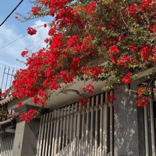 Giấy thái màu đỏ rực cháy siêu hoa(cây to)