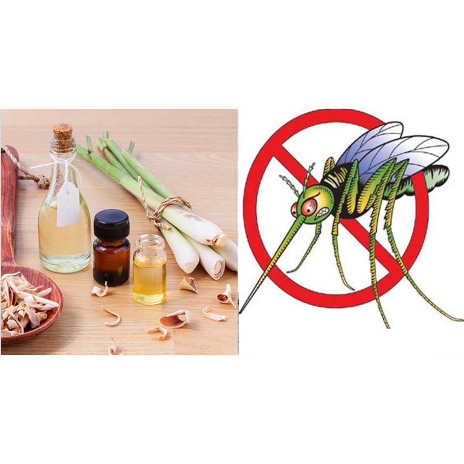 Tinh Dầu Sả Java Thiên Nhiên giảm stress, đuổi côn trùng Citronella Essential Oil AloAroma