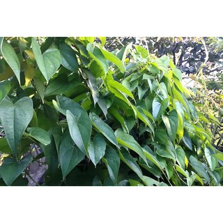 Hoài sơn (củ mài khô) 100g