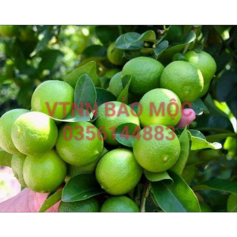 Phân bón SIÊU LỚN TRÁI CHANH  - to trái, bóng trái, nặng ký, Chuyên dùng cho cây có múi:Chanh, Bưởi, Cam, Quýt...