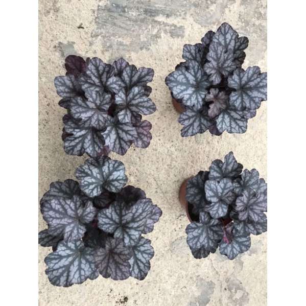 Cây chuông san hô hêu che ra.