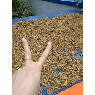 LẠC TIÊN KHÔ (Giúp an thần, ngủ ngon)