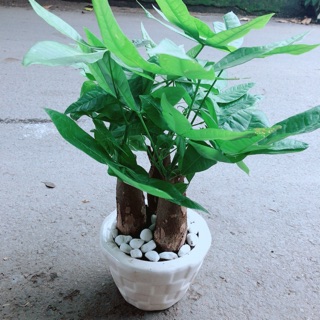 Chậu kim ngân 3 thân lớn