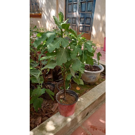 Cây sung mỹ  Purple Fig đang sẵn quả nhỏ