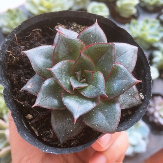 sen đá hoa hồng đen