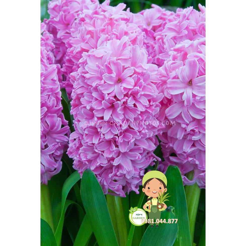 Củ giống hoa tiên ông đủ màu size 17/18