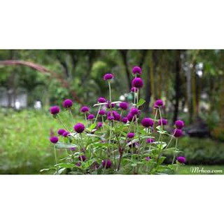 50 Hạt giống cúc bách nhật tím