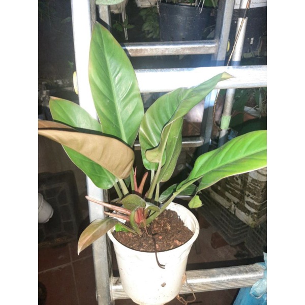 Cây Trầu bà đế vương