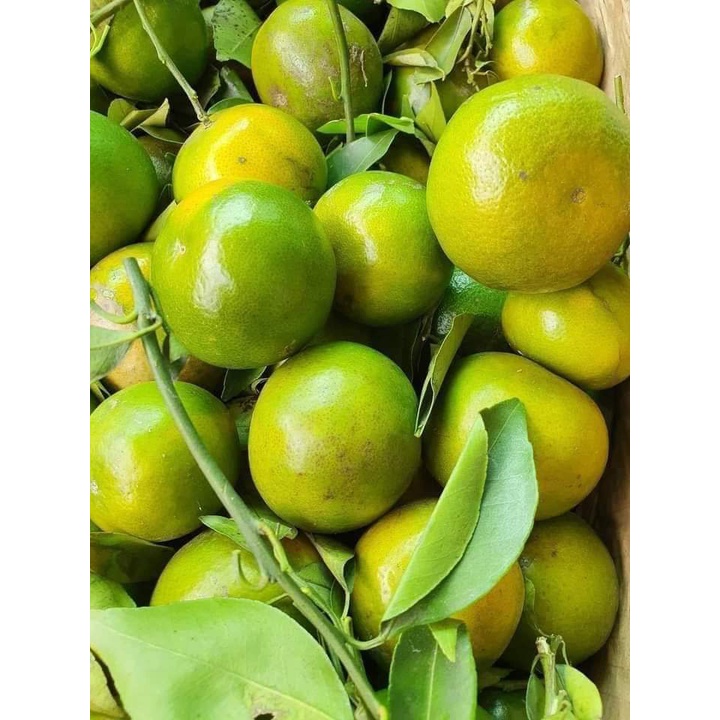 GIỐNG CÂY QUÝT ĐƯỜNG ÔN CHÂU ( CHO TRÁI SIÊU SỚM )