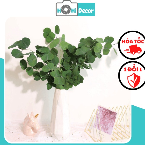 Cành Bạch Đàn Lá Tròn Tai Voi Khô Tự Nhiên Trang Trí Chụp Ảnh Sản Phẩm Đẹp - Shop Hohi Decor