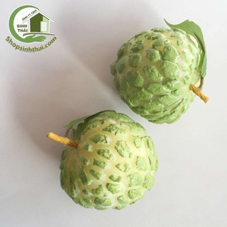 Trái mãng cầu, trái na, trái cây giả cao cấp